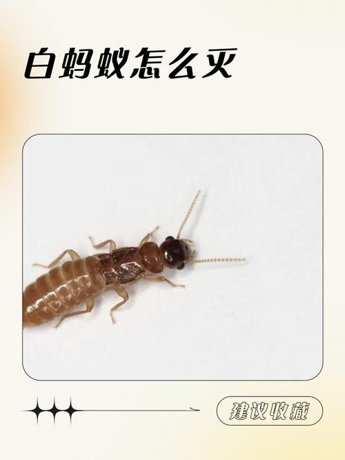 灭白蚁最有效的方法_灭白蚁最快的方法_灭白蚁用什么药效果好