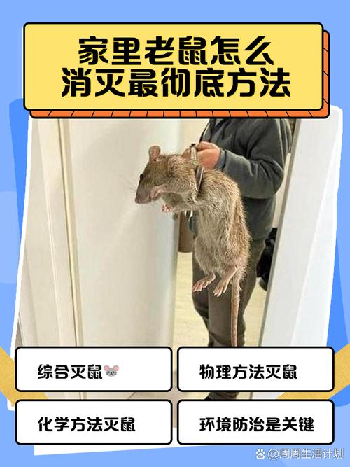 家庭灭鼠最简单方法_家庭灭鼠的方法_简单家庭灭鼠方法图片