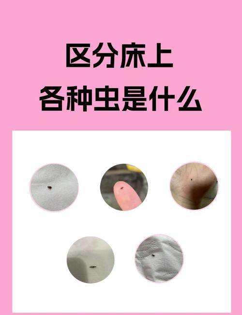 床板臭虫图片_臭虫床虱图片_臭虫图片放大图片