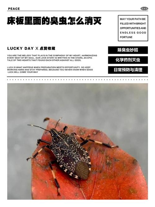 臭虫床虱图片_臭虫图片放大图片_床板臭虫图片