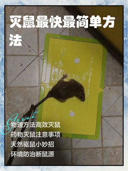 灭老鼠的药哪种比较好_灭老鼠的药_老鼠药灭鼠效果