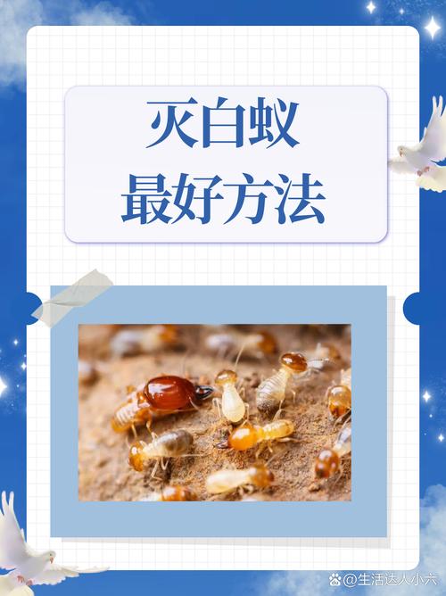 白蚁怎么灭效果最好_效果灭白蚁好使吗_效果灭白蚁好用吗